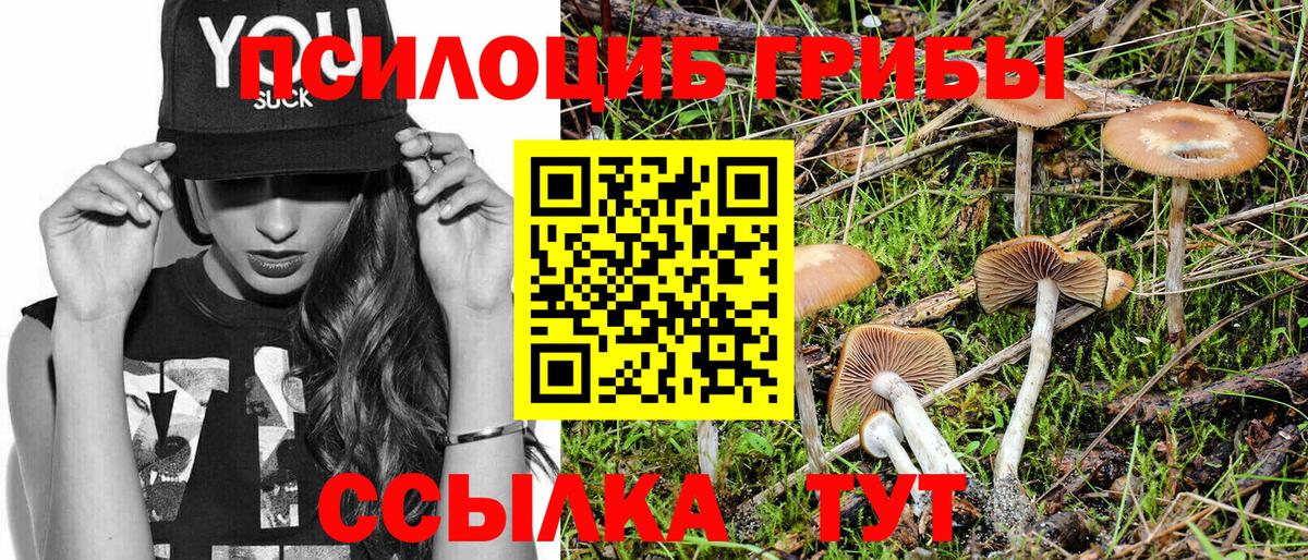 Камышин  Галлюциногенные грибы Psilocybe  Вход с VPN 